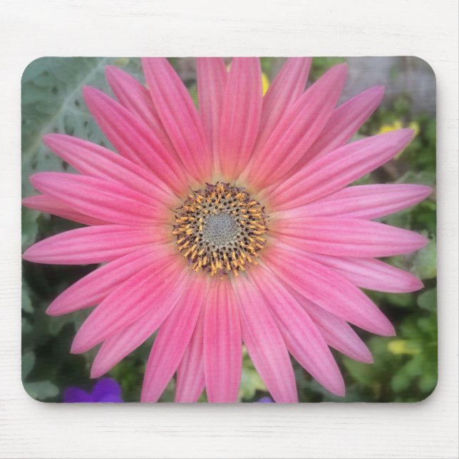 Gerbera Daisy Flowers Mousepad Rosa (Frente)