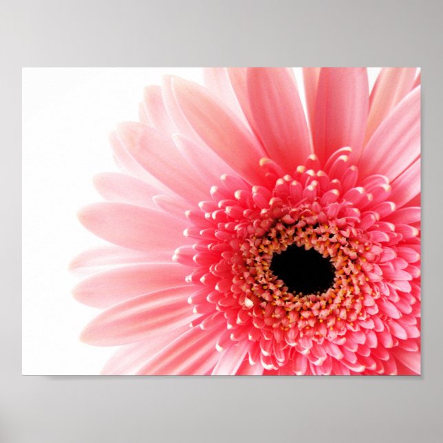 Gerbera Daisy Poster (Frente)