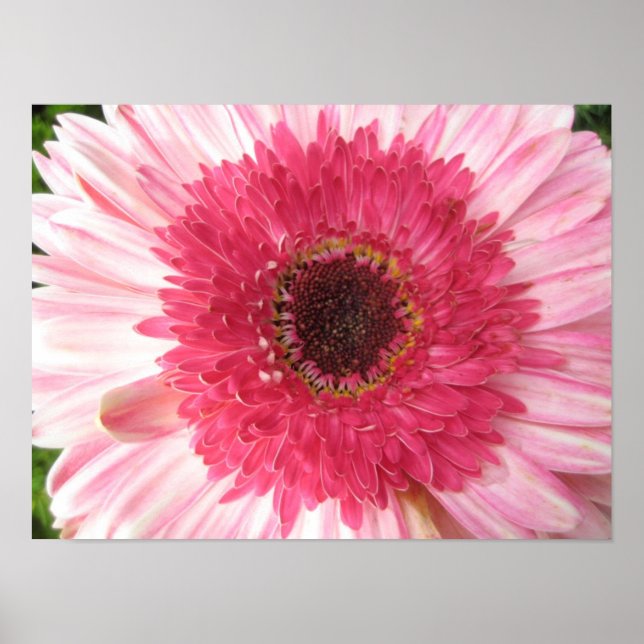 Gerbera Daisy Poster (Frente)