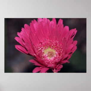 Gerbera de florescência no impressão das canvas
