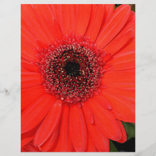 Gerbera vermelho
