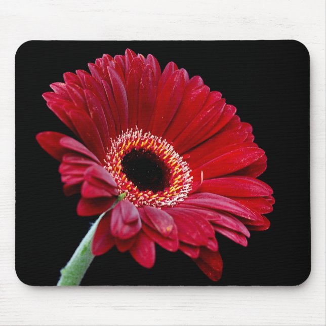 Gerbera vermelho Mousepad (Frente)