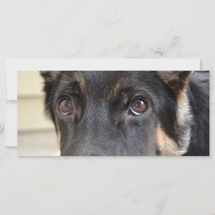 German shepherd de Shirley Taylor