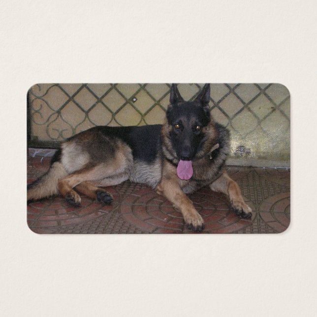 german shepherd lay.png (Frente)