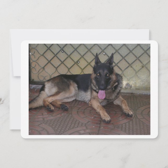 german shepherd lay.png (Frente)