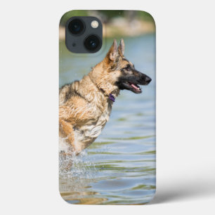 German Shepherd Leaps Into Water