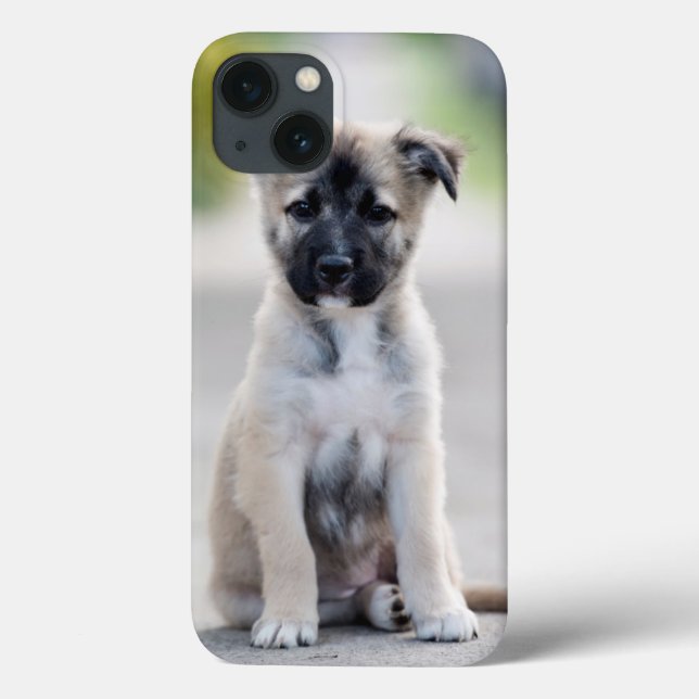 German shepherd no caminho (Verso)