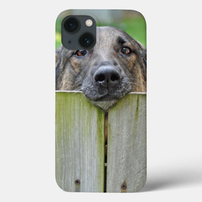 German shepherd olhando sobre a cerca (Verso)