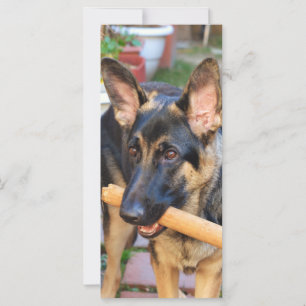 German shepherd por Shirley Taylor