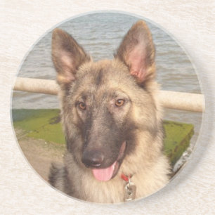 German shepherd porta copos