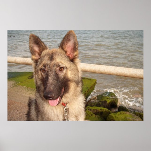 German shepherd poster (Frente)