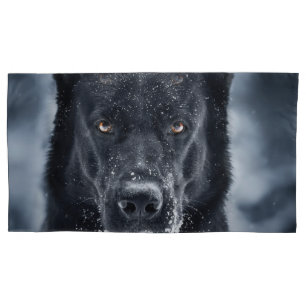 German shepherd Preto