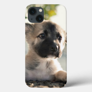 German shepherd Puppy Sobre A Borda