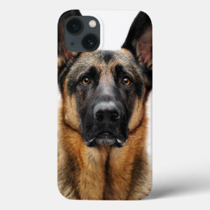 German shepherd Sentado