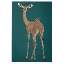 GERNUK & PLANADOR DO AÇÚCAR