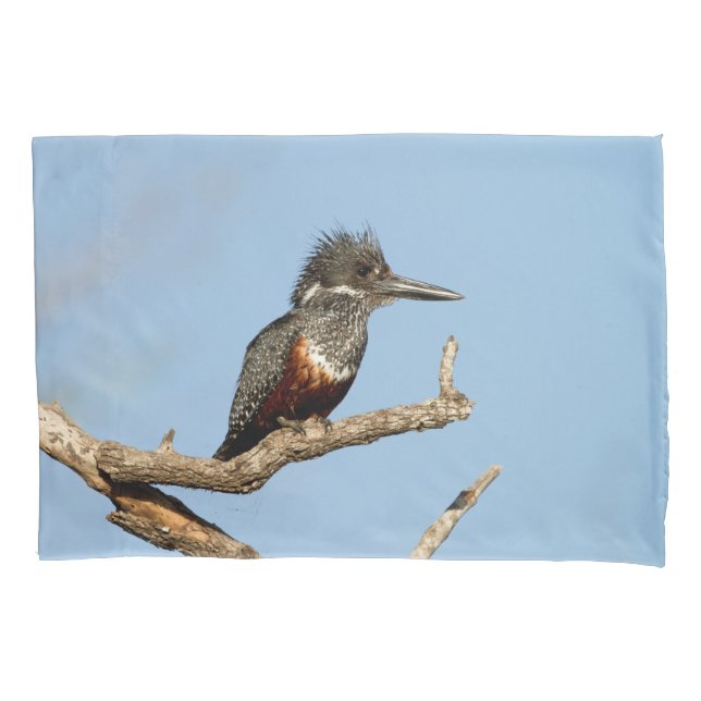 Giant Kingfisher (Frente)