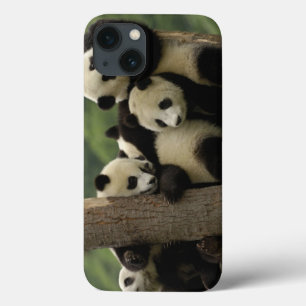 Giant panda babies Ailuropoda melanoleuca)