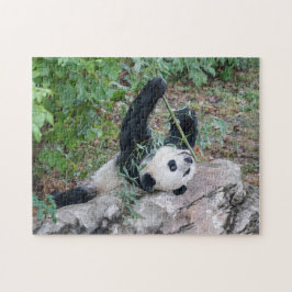 Giant Panda gostando do Quebra-cabeça da vida