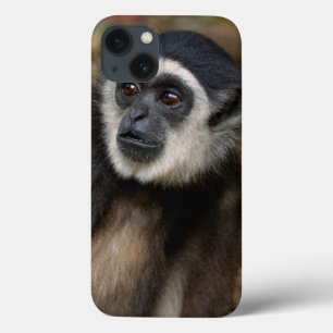 Gibbon Branco-Entregue (Lar) do Hylobates,