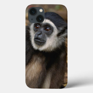 Gibbon Branco-Entregue (Lar) do Hylobates,
