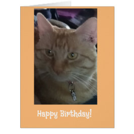 Ginger Cats de cartões de aniversários