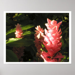 Ginger Rosa Sem Maryann Tropical Poster Impressão