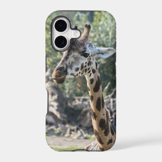 Girafa