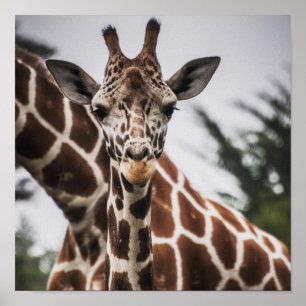 Girafa cabeça Girafa impressão Afro