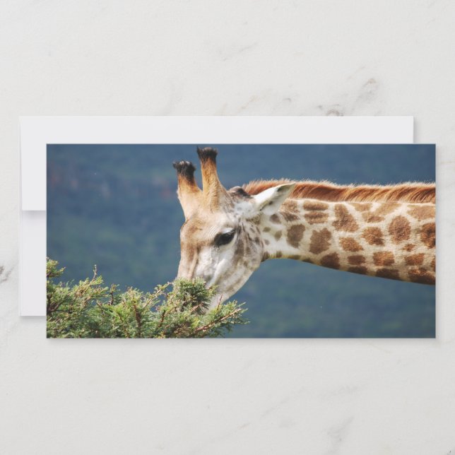 Girafa comendo algumas folhas (Frente)