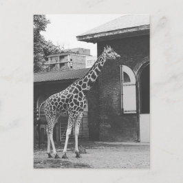 Girafa em cartão postal original de Londres