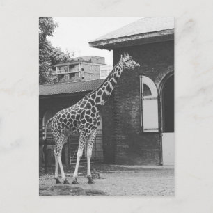 Girafa em cartão postal original de Londres