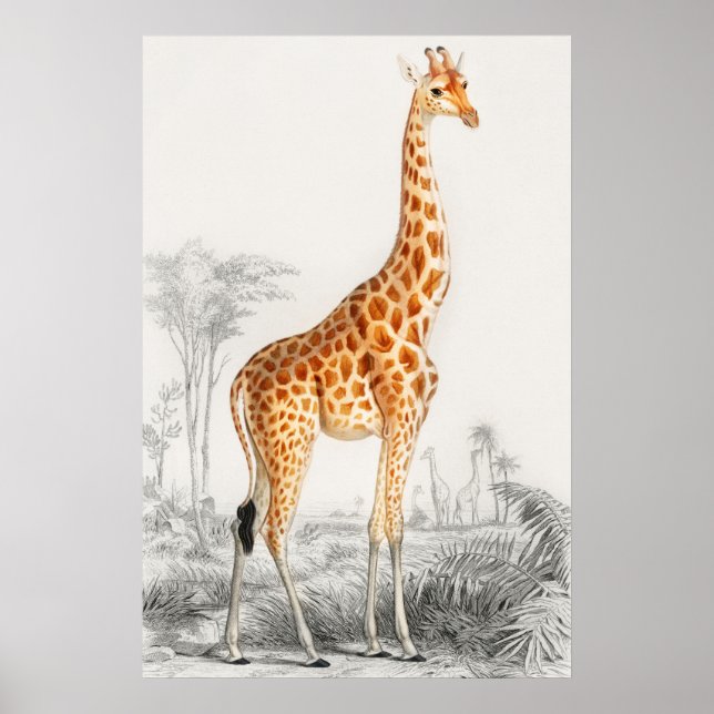 Girafa Illustração Vintage Art Impressão (Frente)
