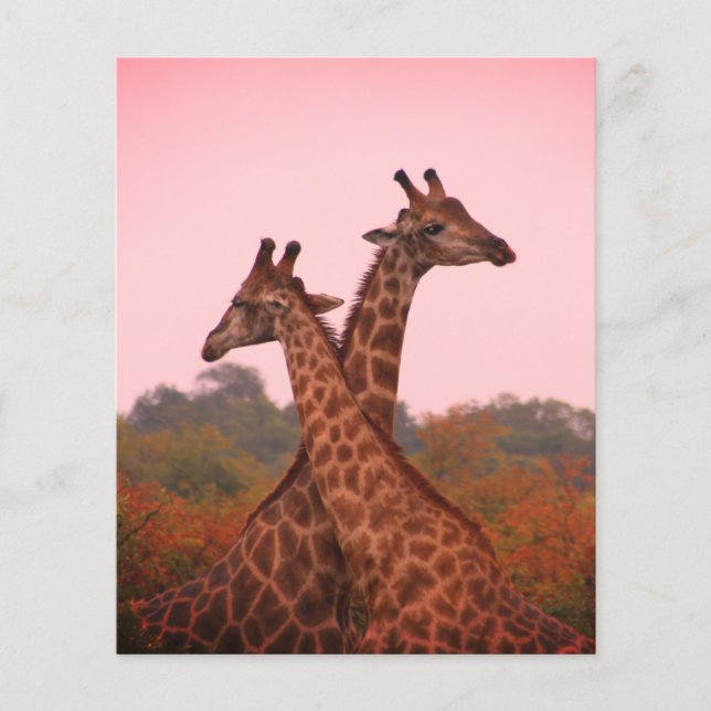 Girafas com céu rosa (Frente)