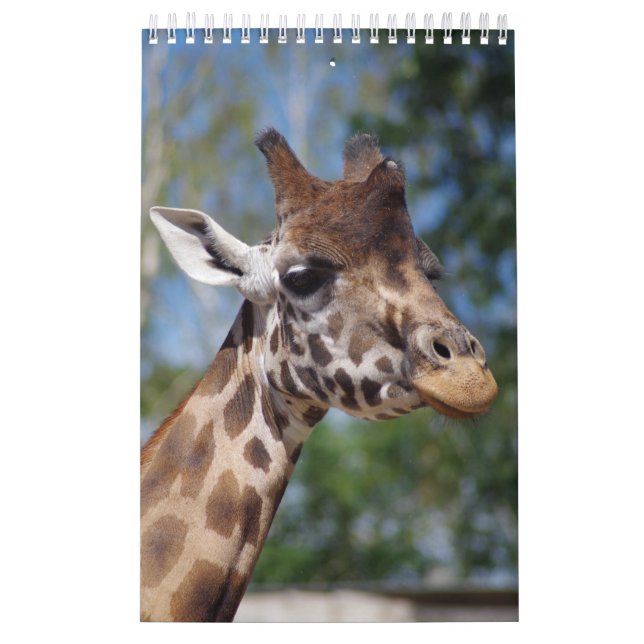 girafas de calendário (Capa)