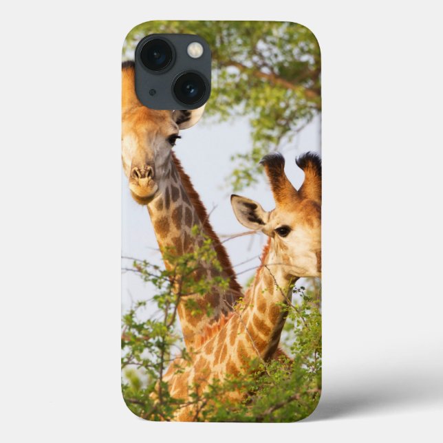Girafas se destacam da vegetação (Verso)