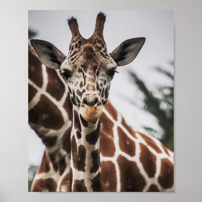 Giraffe cabeça Giraffe pelo animal impressão afric (Frente)