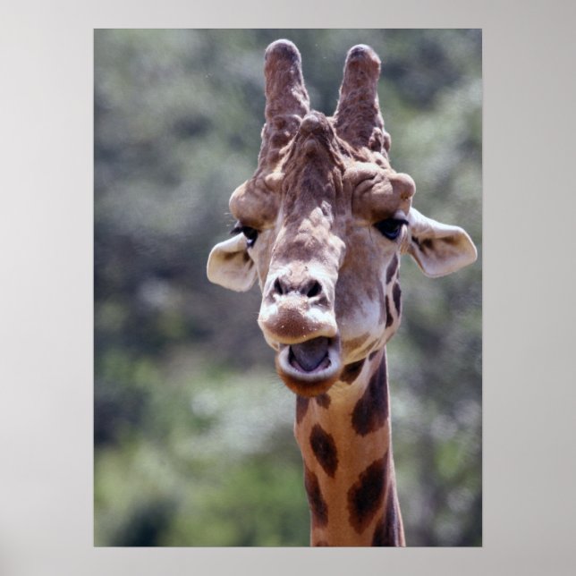 Giraffe Closeup Poster (Frente)