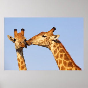 Giraffe Kiss Poster