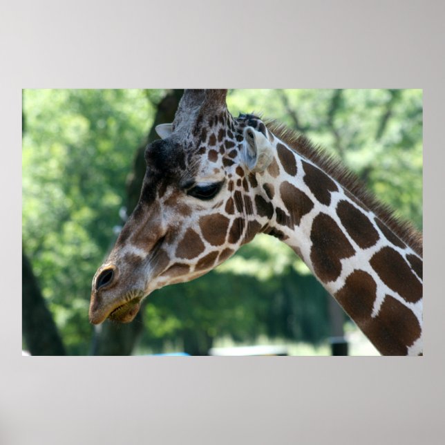 Giraffe Poster (Frente)