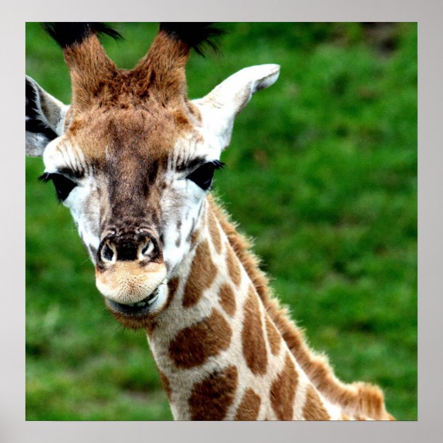 Giraffe Poster (Frente)