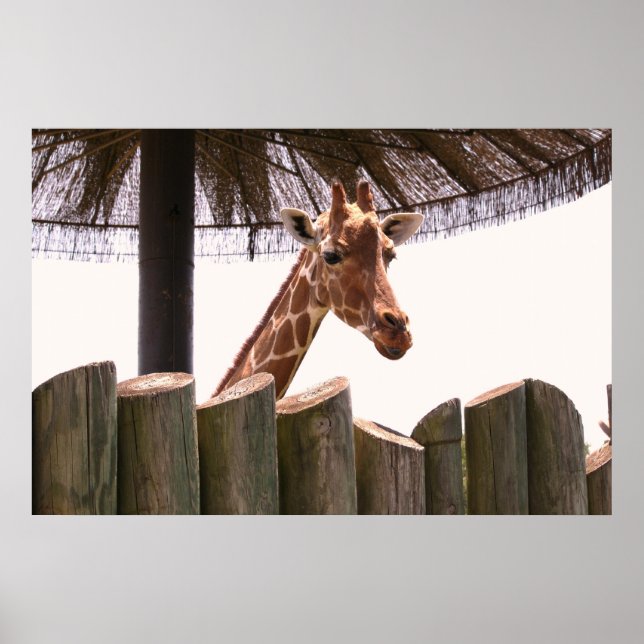 Giraffe Poster (Frente)