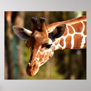 Giraffe Poster - Animais do Jardim Zoológico Safa