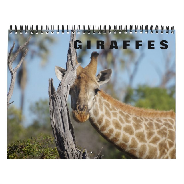 GIRAFFES - Calendário 2019 (Capa)