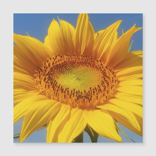 Girassol Amarelo (Frente)