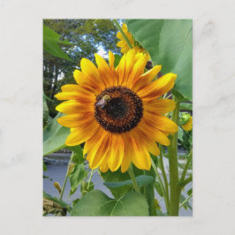 Girassol Amarelo Alegre com Cartão Postal