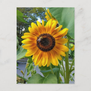 Girassol Amarelo Alegre com Cartão Postal