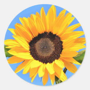Girassol Amarelo contra sol no adesivo do céu azul