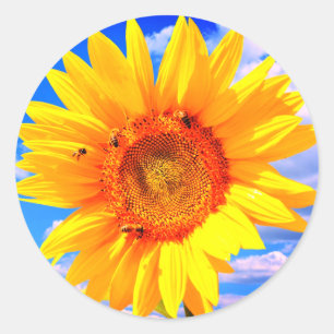 Girassol amarelo e abelhas no adesivo do céu azul