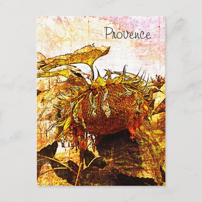 girassol, cartão postal de provação (Frente)