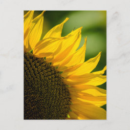 Girassol de Cartão Postal - Fotografia da Natureza